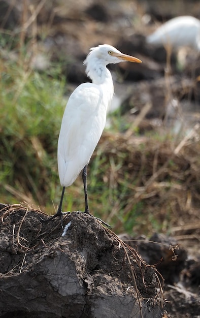 沼地のチュウサギ鳥