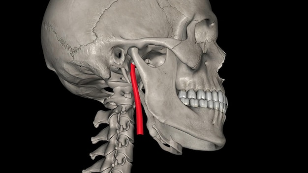 The internal carotid arteries are branches of the common carotid arteries that bifurcate into the internal