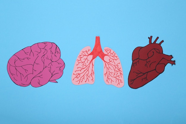 internal organs cut out of paper anatomical brain lungs and heart on a blue background