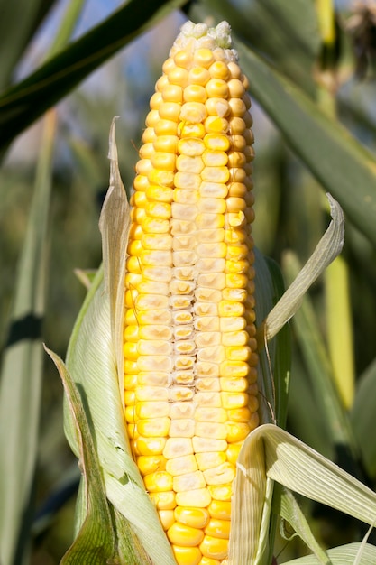 Internal structure of the cob of corn, cut into half