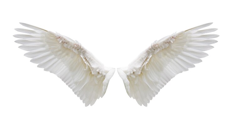 Photo internal white wing plumage