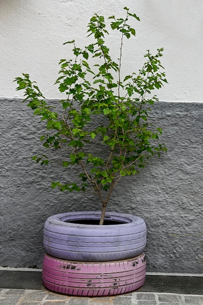 International environment day plant protected with tires