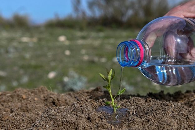 International Environment Day Plant a tree