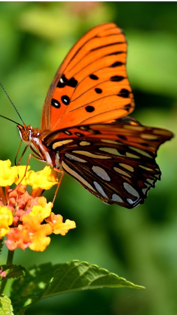 Foto internationale dag van de natuur, animal planet