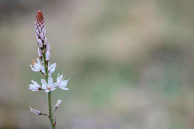 Internationale Milieudag Asphodelus albus