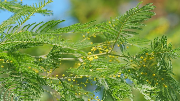 Internationale Vrouwendag op maart gele mimosa bloemen of acacia dealbata bloeien nog steeds