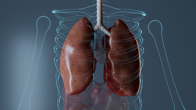 Interne organen anatomie op blauwe muur