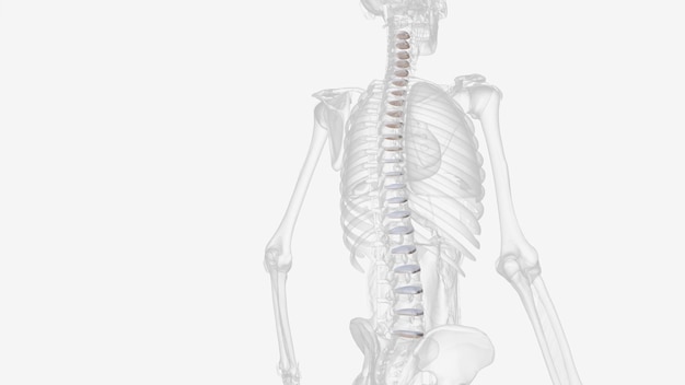 The intervertebral disc IVD is important in the normal functioning of the spine