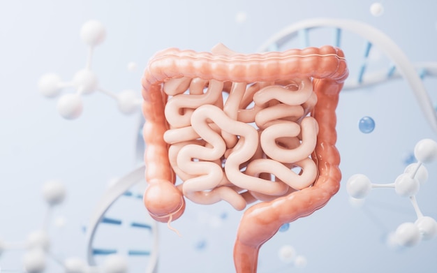 消化器の健康概念の 3 d レンダリングを備えた腸管