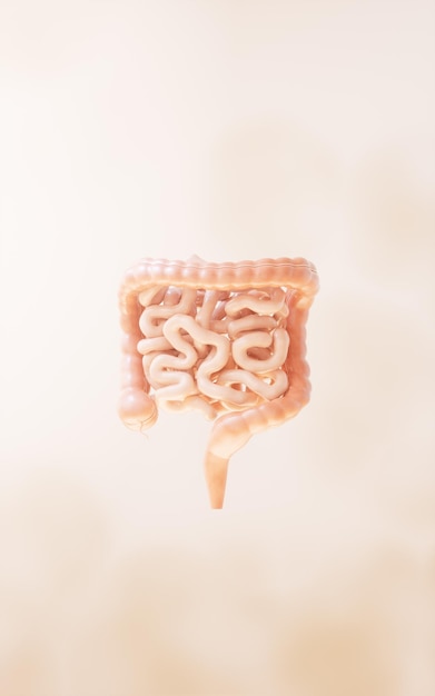 Intestinal tract with digestive health concept 3d rendering