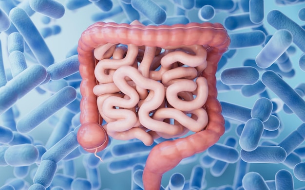 Intestinal tract with digestive health concept 3d rendering