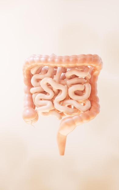 Intestinal tract with digestive health concept 3d rendering