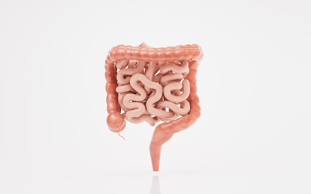 Photo intestinal tract with digestive health concept 3d rendering