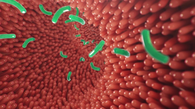 Intestinal villi with bacteria and viruses. Microscopic villi, capillaries for digestion and absorption of food. Human intestine.