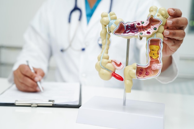 Photo intestine doctor holding anatomy model for study diagnosis and treatment in hospital