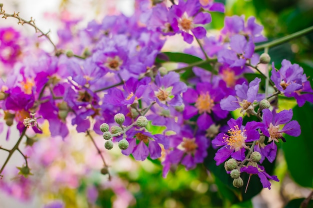 Inthanin, Queen's flower, large tree with beautiful purple flowers.