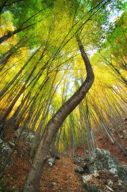 Nella foresta composizione della natura