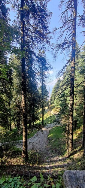 Into the woods in Dalhousie, North India