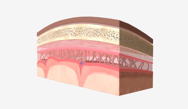 Intracraniale druk en cerebrospinale vloeistof