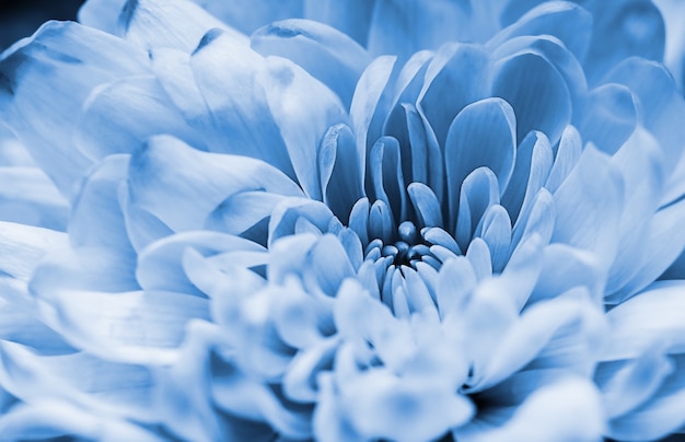 Intreepupil blauwe dahlia bloemblaadjes macro, bloemen abstracte achtergrond. Close up van bloem dahlia voor achtergrond, Soft focus Sea...