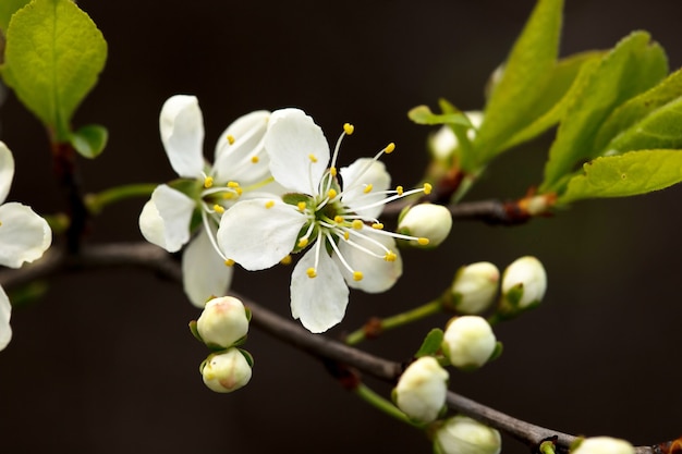 Intreepupil bloemenachtergrond met kersenbloesems op groene bladeren.