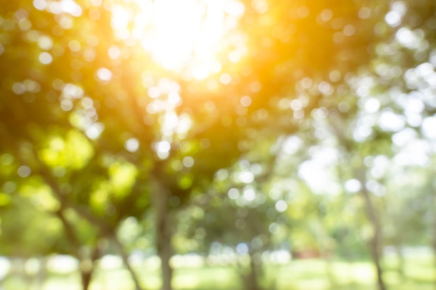 Intreepupil bokeh achtergrond van tuin met bloeiende bomen in zonnige dag backdrop