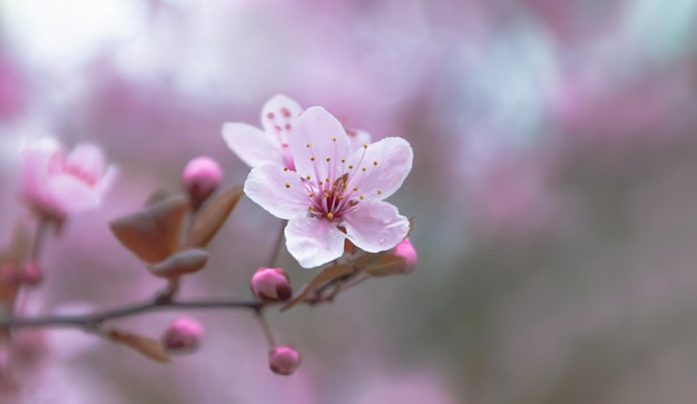 Intreepupil delicate roze bloemen kersenbloesem Selectieve focus