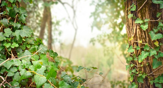 Intreepupil landschap met klimop