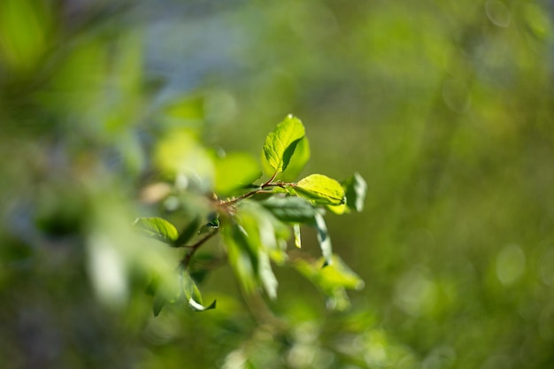 Intreepupil natuurlijke achtergrond van groene bladeren op de tak