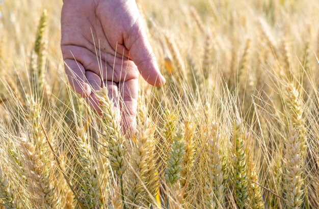 intreepupil tarwe field.woman hand op tarwe rietjes.growth natuur oogst, brood maken, thuisbakkerij.