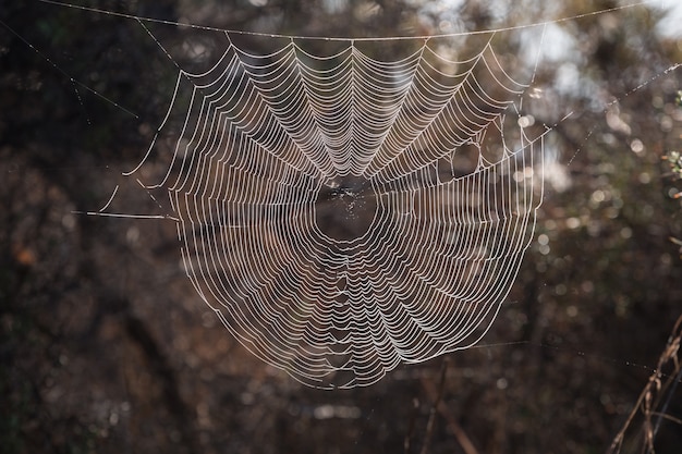 Intricate spider web