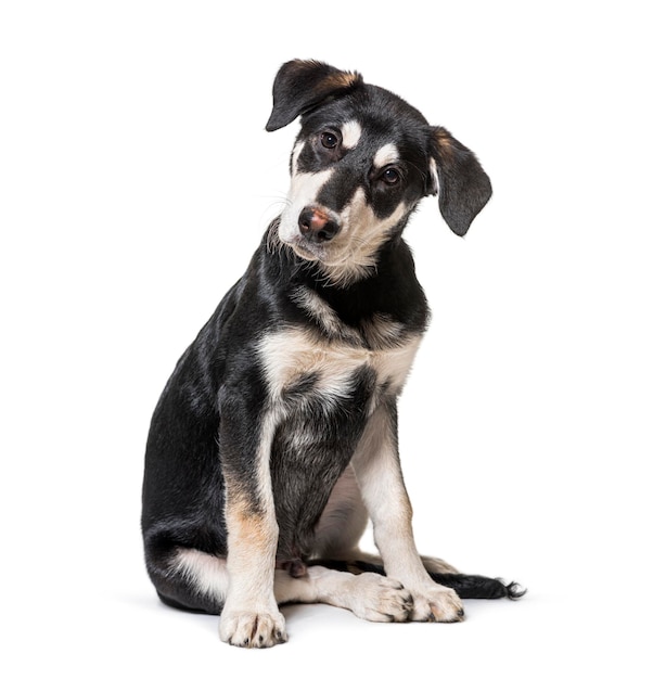 カメラを見て興味をそそられた雑種犬