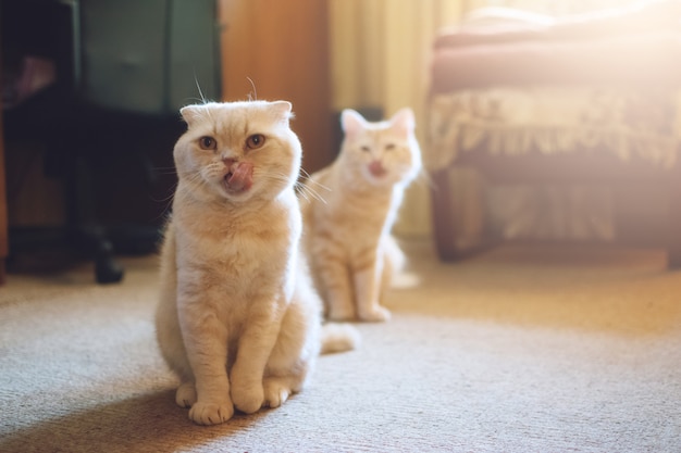 2匹の猫をご紹介します。セカンドキャットを採用。