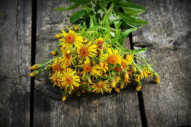 Inula helenium of horseheal of elfdock gele bloemen Medische plant van etherische oliën