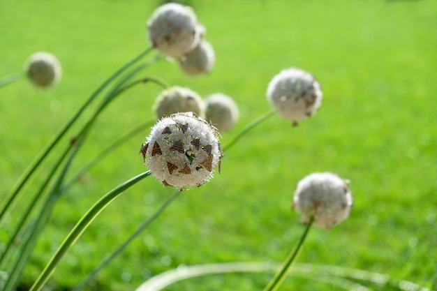 Invasion dangerous flying insects on a decorative onion meadow\
moth herb fire loxostege sticticalis