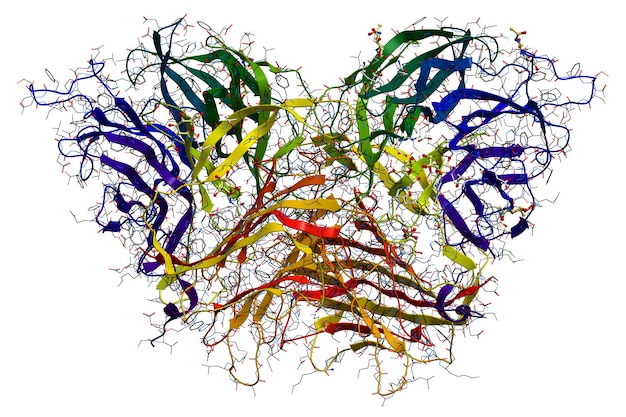 ショ糖（砂糖）の加水分解（分解）を触媒する酵素であるインベルターゼ。 3D分子構造