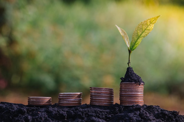 投資と利子の概念、ぼかしのある公園の金貨に生える緑の植物