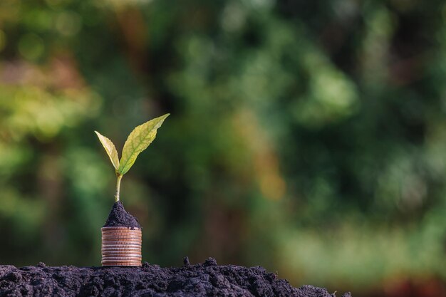 投資と利子の概念、ぼかしのある公園の金貨に生える緑の植物