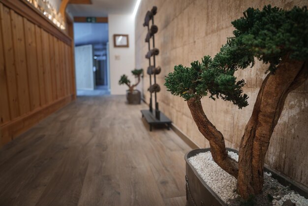 Inviting indoor hallway with rustic wood decor and bonsai trees