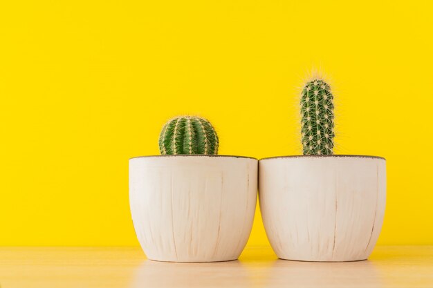 Inzameling van cactussen in witte karamelpot op heldere gele muur. Sutable cactus voor beginners. Binnenlands tuinieren.