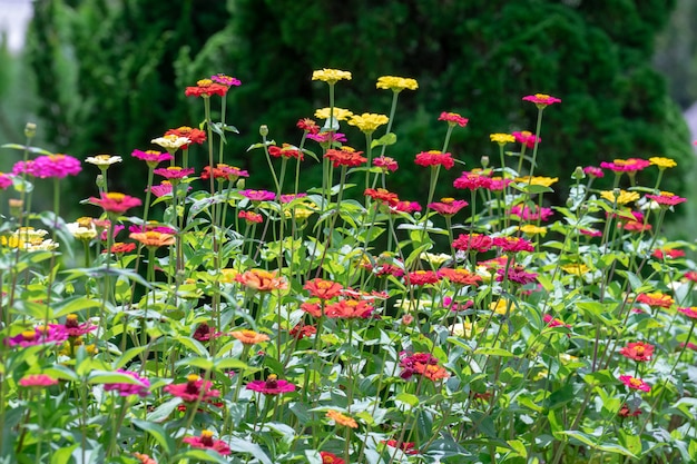 Inzameling van kleurrijke de zomerbloem die rood, geel, purper en wit bevat.