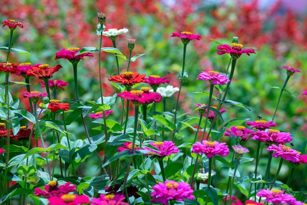 Inzameling van kleurrijke de zomerbloem die rood, geel, purper en wit bevat.