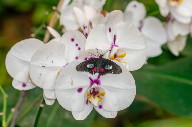 Iphidamas cattleheart butterfly 