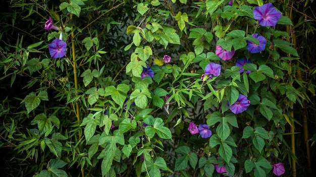 Ipomoea bloeiende plant over bamboe hout boom natuurlijke tuin achtergrond