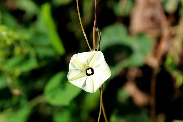 Ipomoea obscura 이 꽃은 오각형 모양입니다. 꽃잎은 흰색이고 노란색 별 모양입니다.