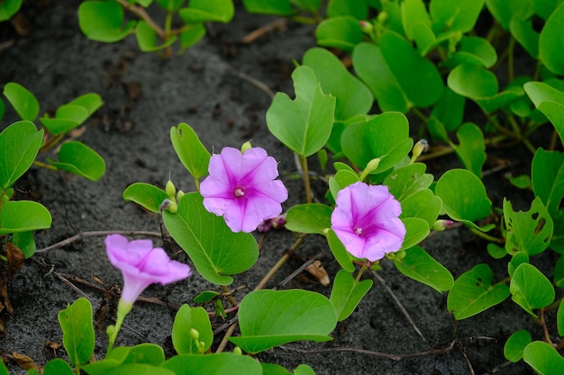 Ipomoea pes-caprae, also known as bayhops, bay-hops, beach morning glory or goat's foot. trumpet.