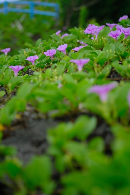 Ipomoea pes-caprae, also known as bayhops, bay-hops, beach morning glory or goat's foot. trumpet