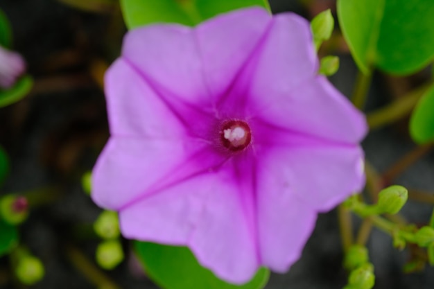 Ipomoea pes-caprae, ook wel bekend als bayhop, bay-hop, beach morning glory of geitenpoot. trompet.