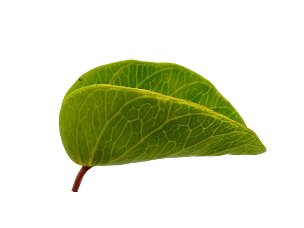 ipomoea pescaprae leaves or beach morning glory leaf isolated on white background