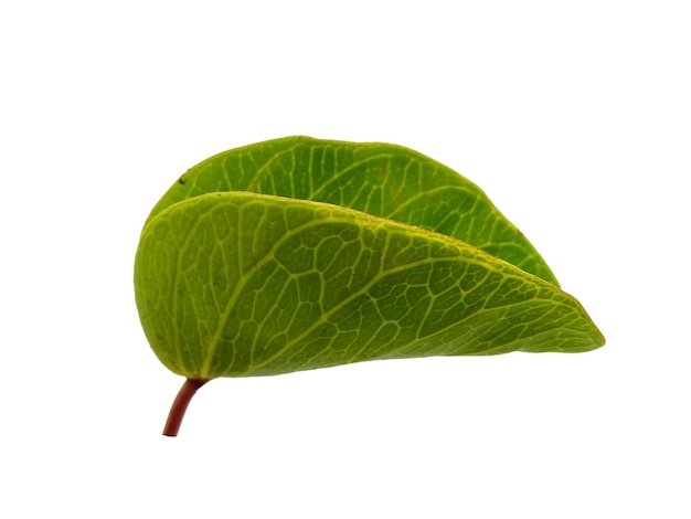 Ipomoea pescaprae leaves or beach morning glory leaf Isolated on white background